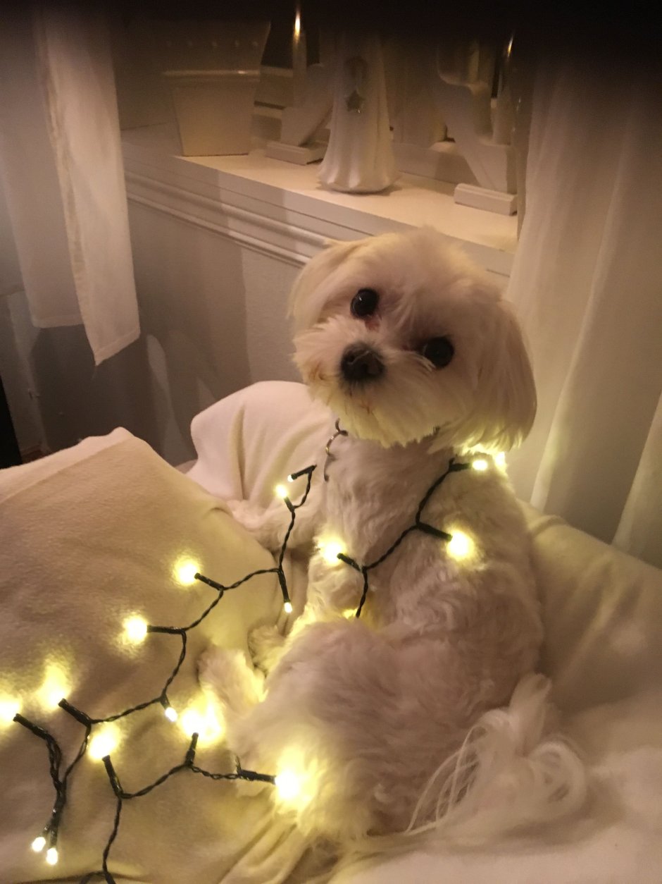 Эстетика собак