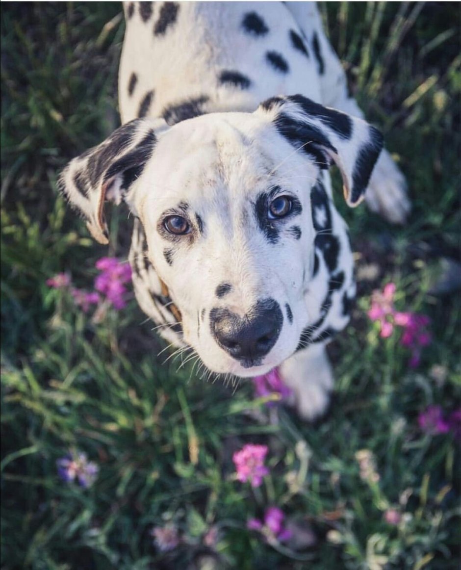 Далматин Эстетика Далматин Эстетика