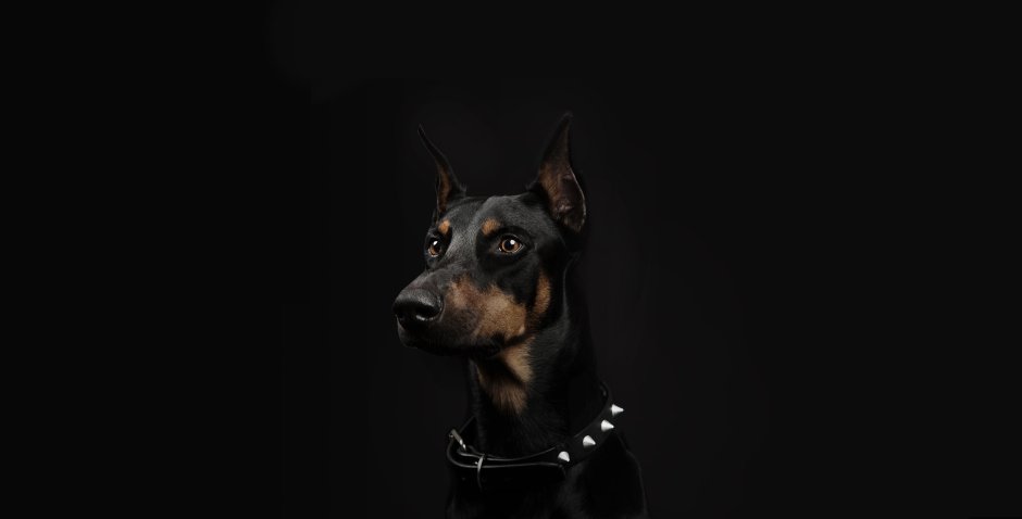 Чёрные обои с доберманом