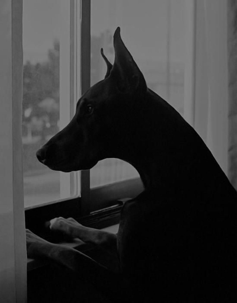 Доберман черный Эстетика