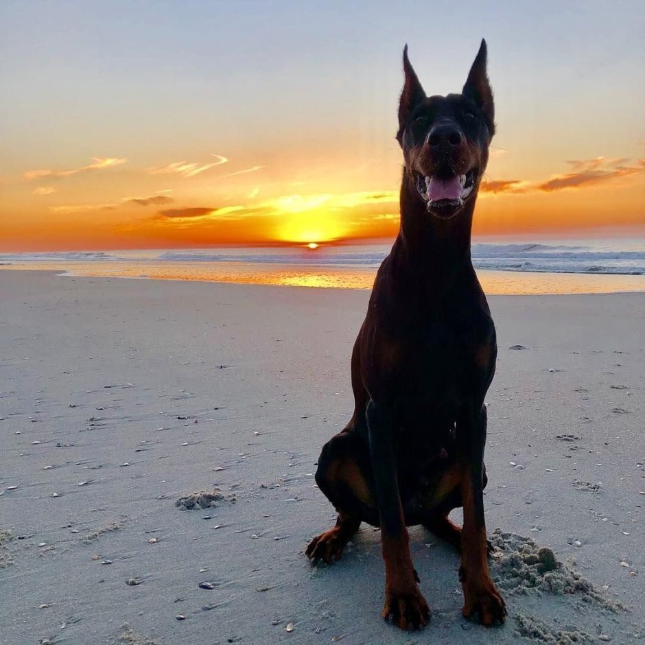 Эстетика собак Доберманы