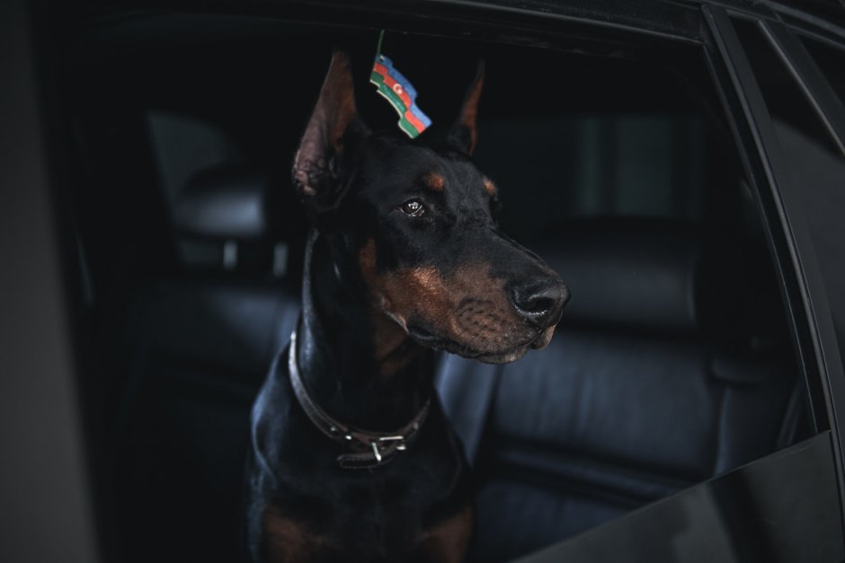 Доберман Эстетика