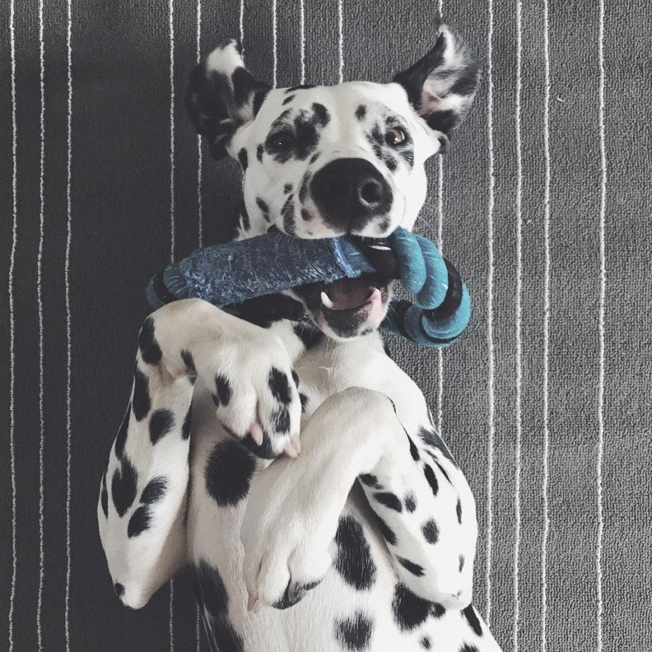 Далматин Эстетика