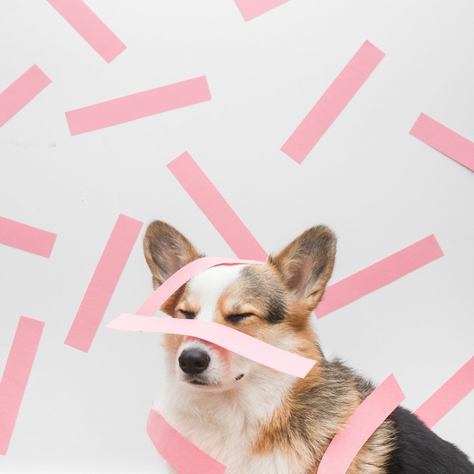 Корги Эстетика