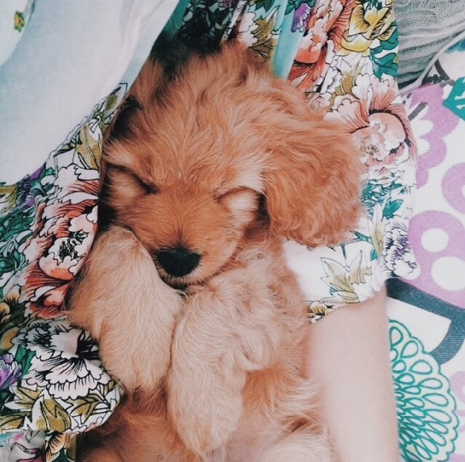 Собаки милые эстэтичные