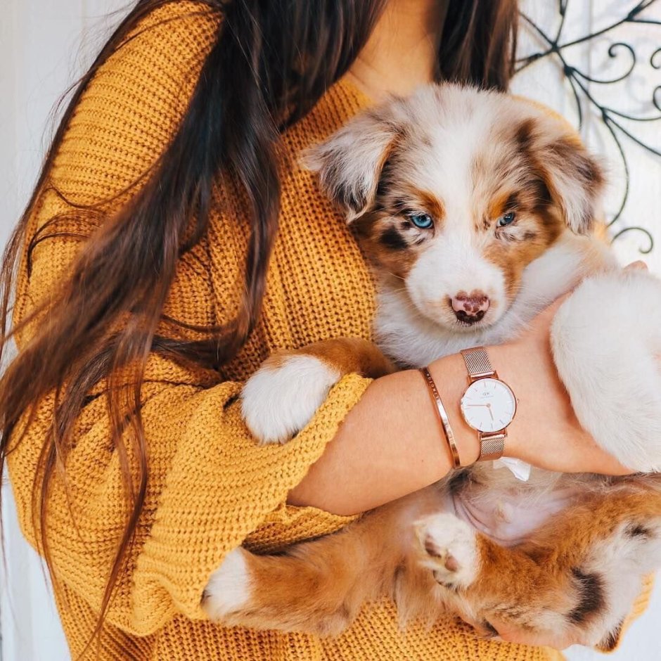 Собаки из пинтереста