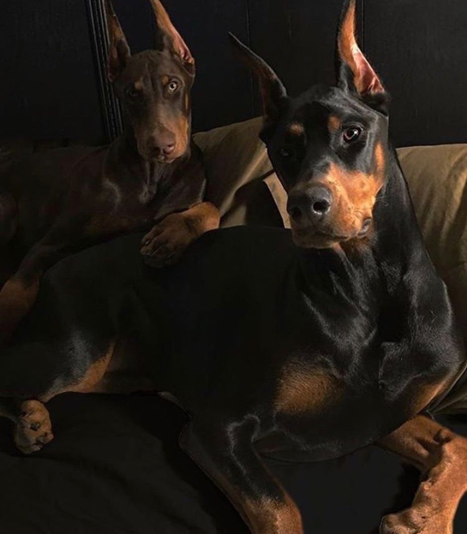 Доберман-пинчер Эстетика