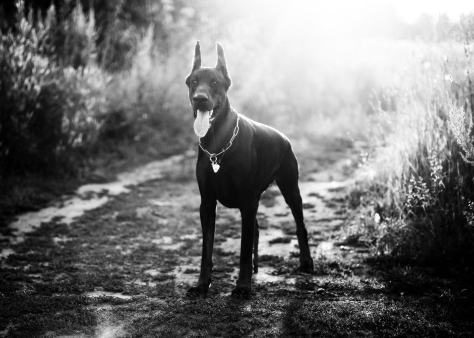 Доберман черный