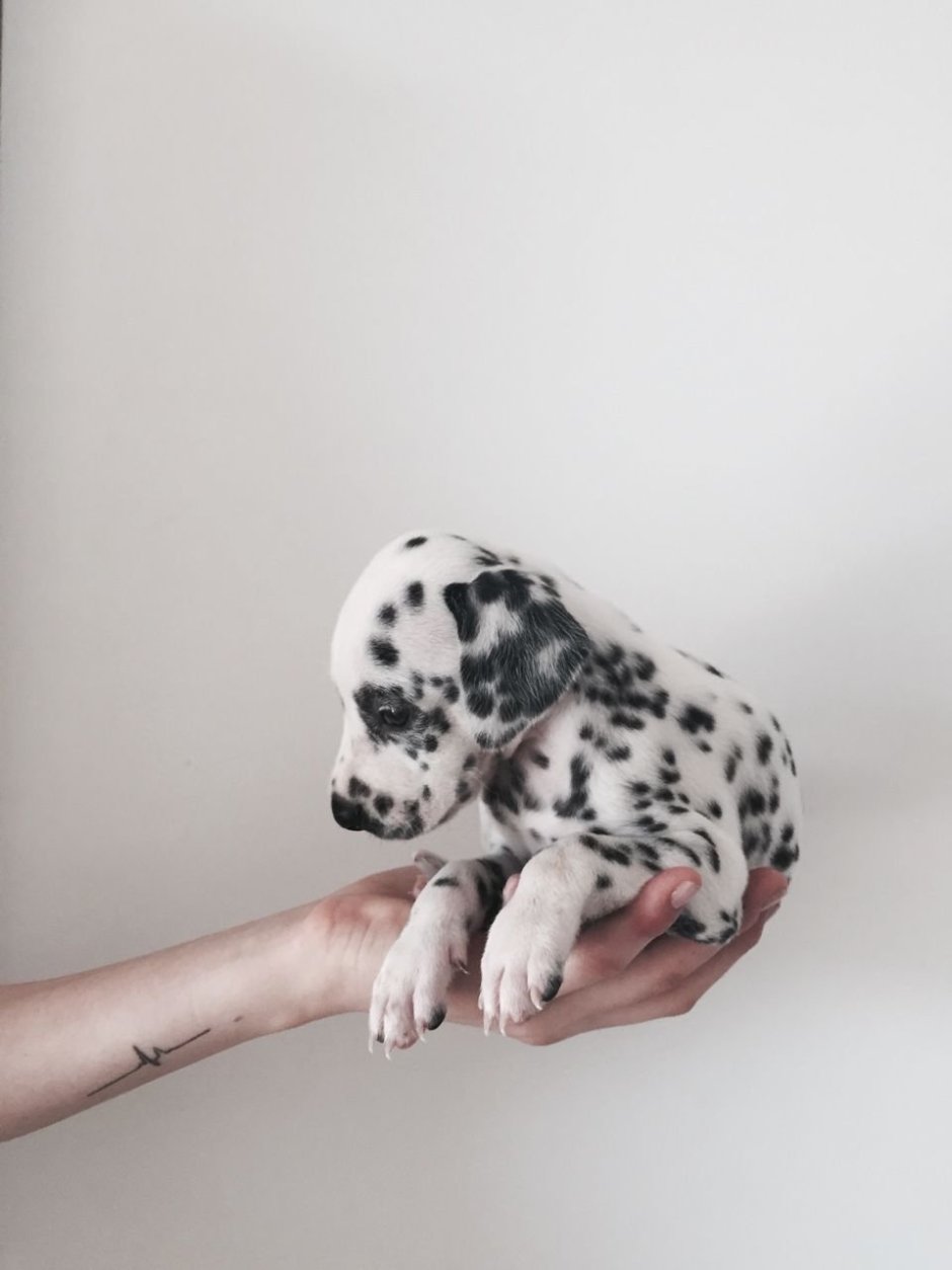 Далматинец и лабрадор