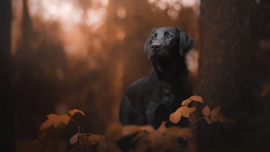 Черный лабрадор осенью