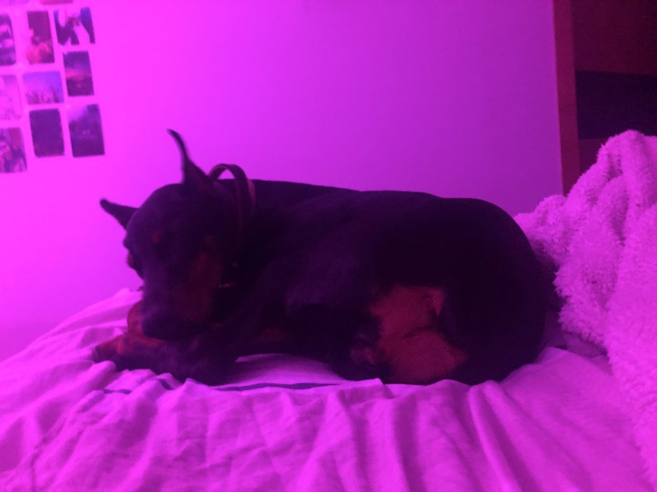 Доберман Эстетика сохры