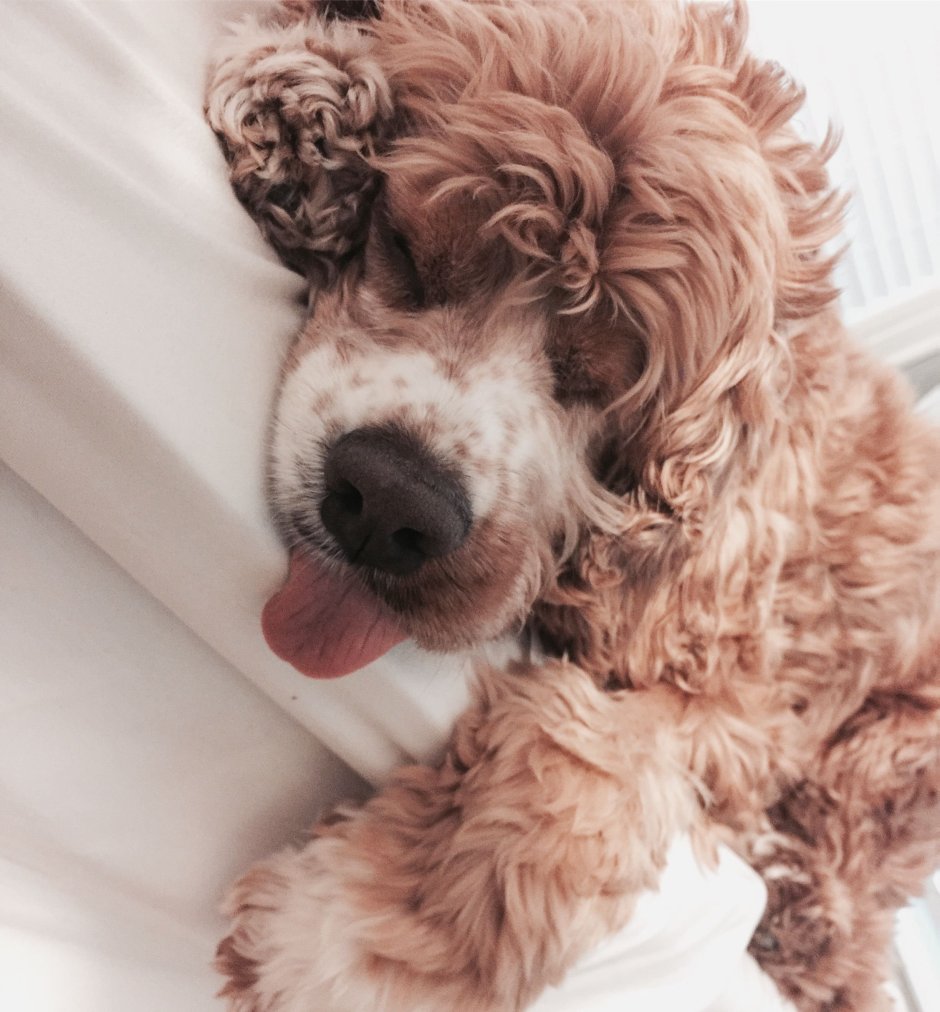 Эстетика щенков