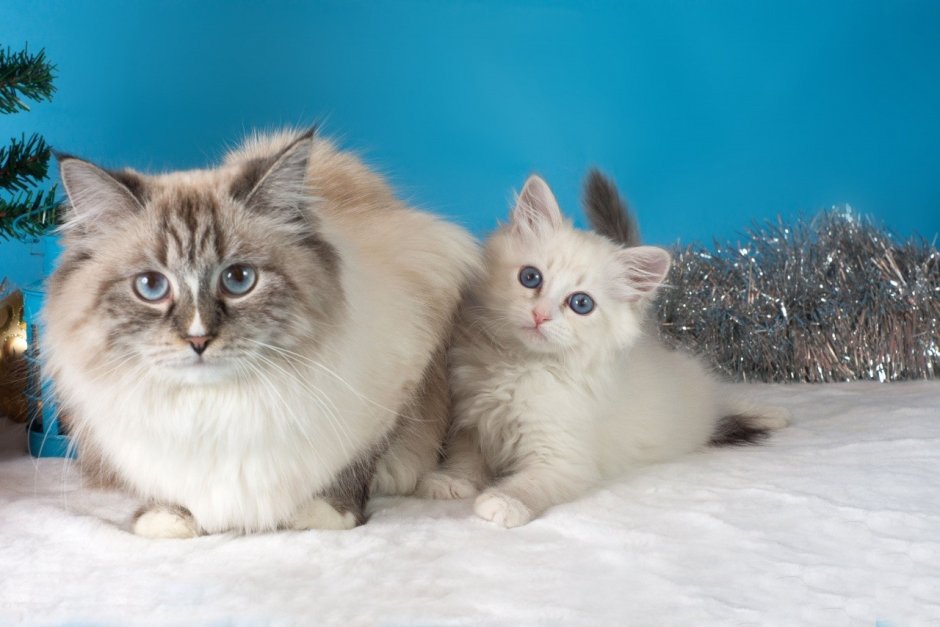 Невская маскарадная кошка с котятами