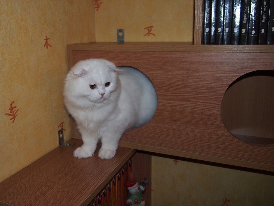 Невская маскарадная кошка