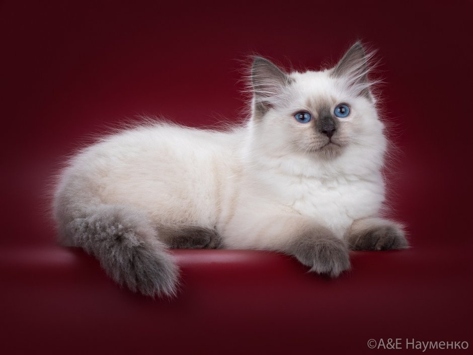 Новогодние коты