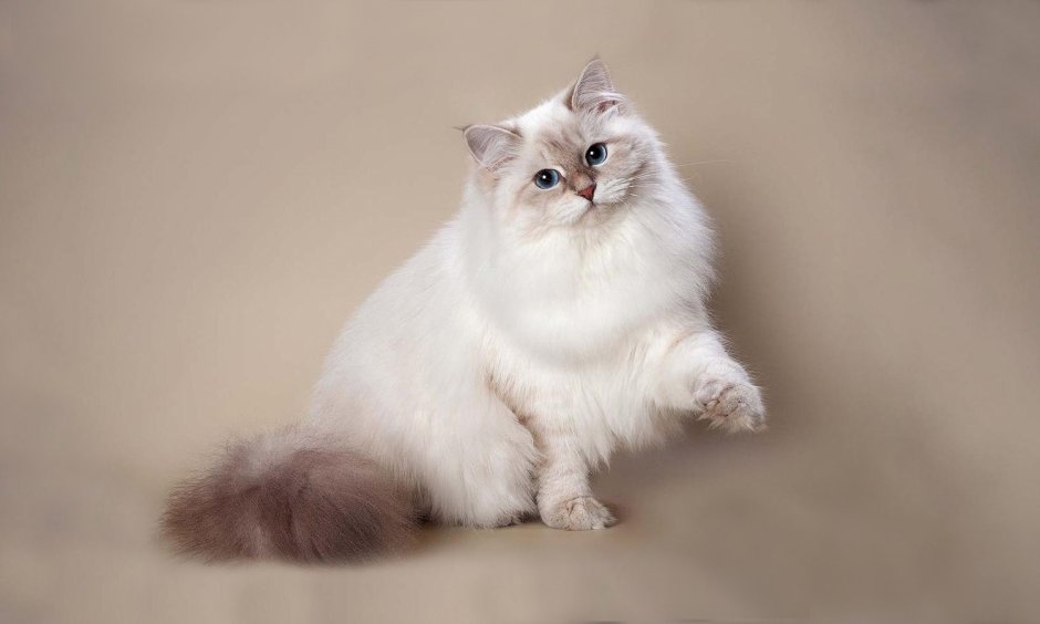 Невская маскарадная кошка