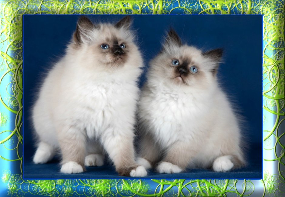 Сиамская Балинезийская кошка