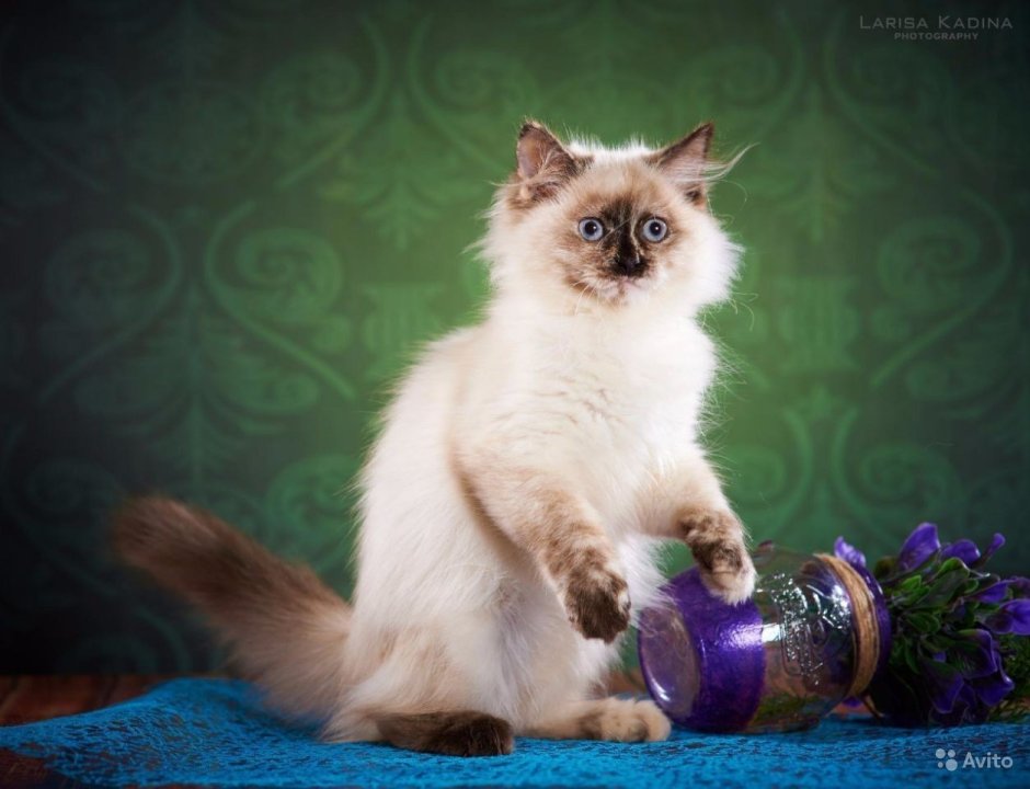Невская маскарадная котята