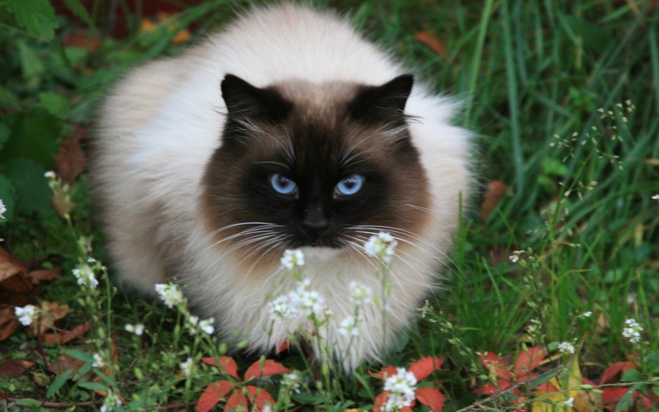 Невская маскарадная кот