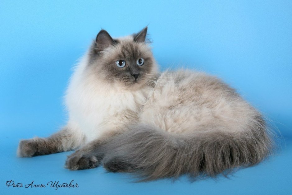 Невская маскарадная кошка авито