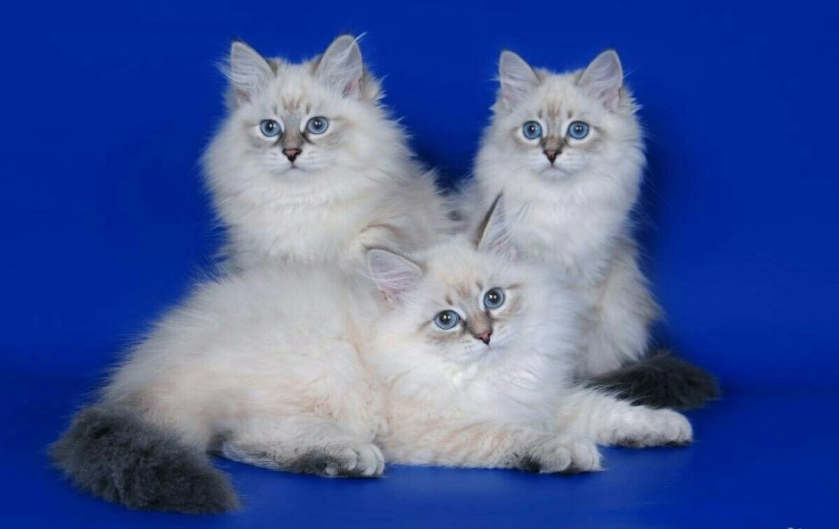 Невская маскарадная кошка
