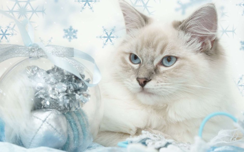 Сиамская Невская маскарадная котята