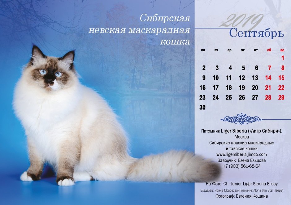 Невская маскарадная кошка вислоухая