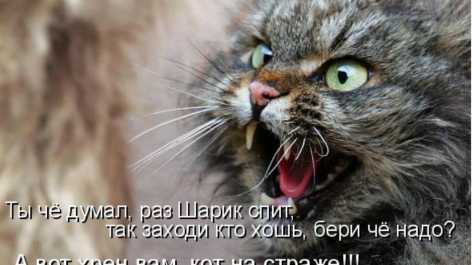 Стикеры ВК персик