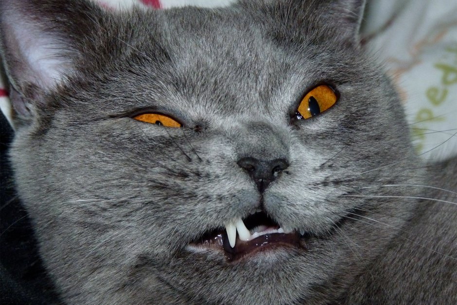 Злой британский кот
