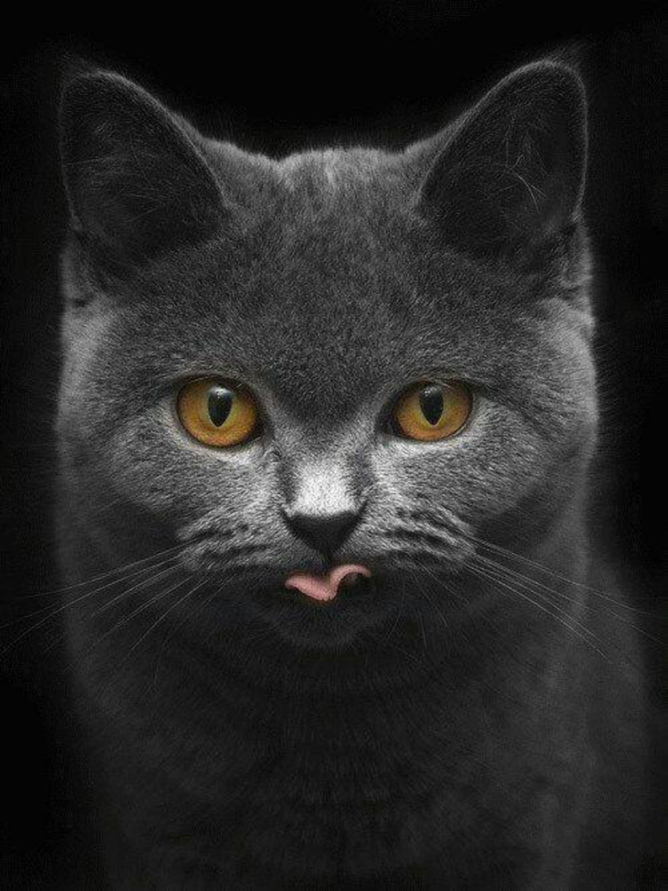 Кот на аву