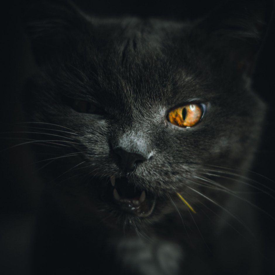 Коты Воители Джесси