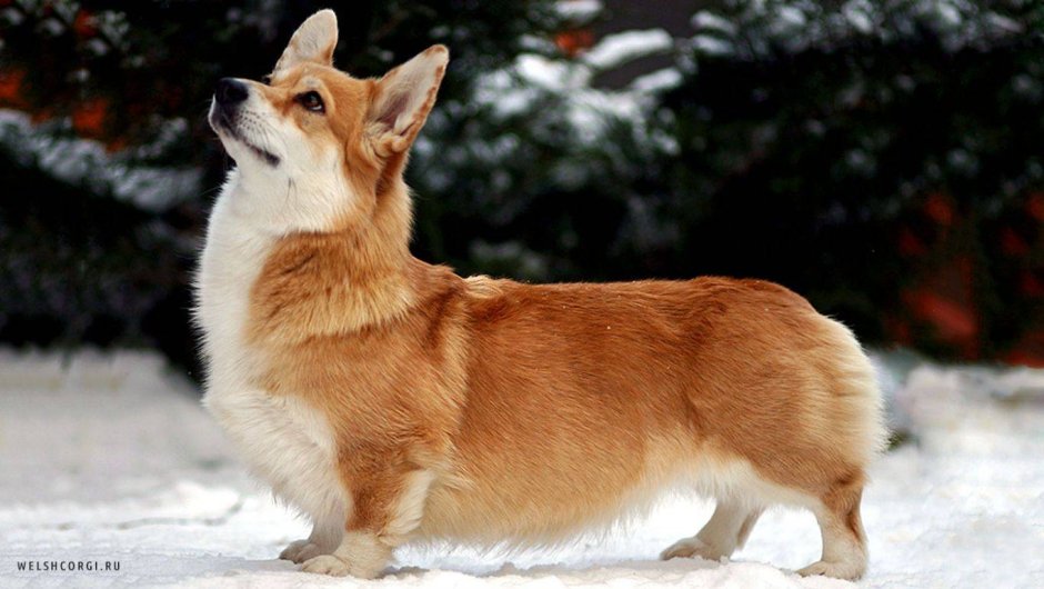 Вельш корги пемброк взрослый