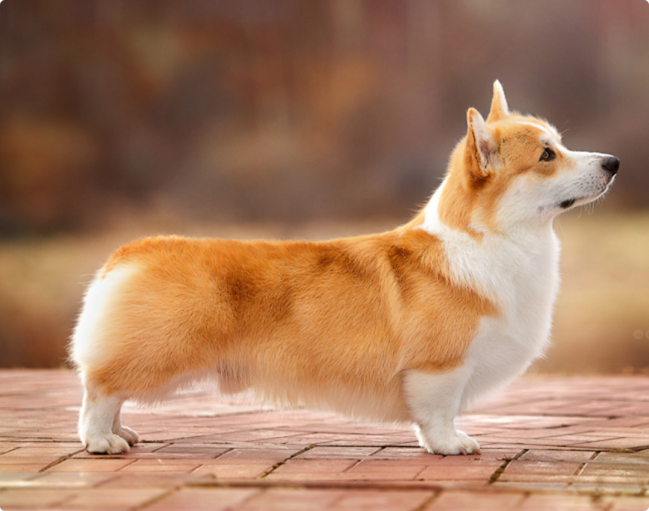 Черноголовый корги