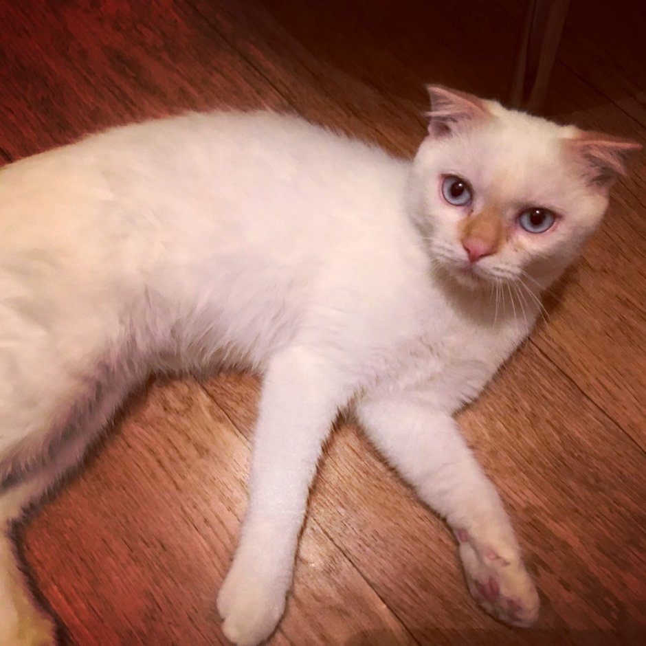 Тайские котята ред Пойнт