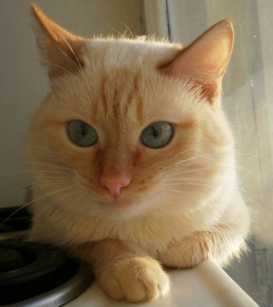 Тайская кошка ред Пойнт