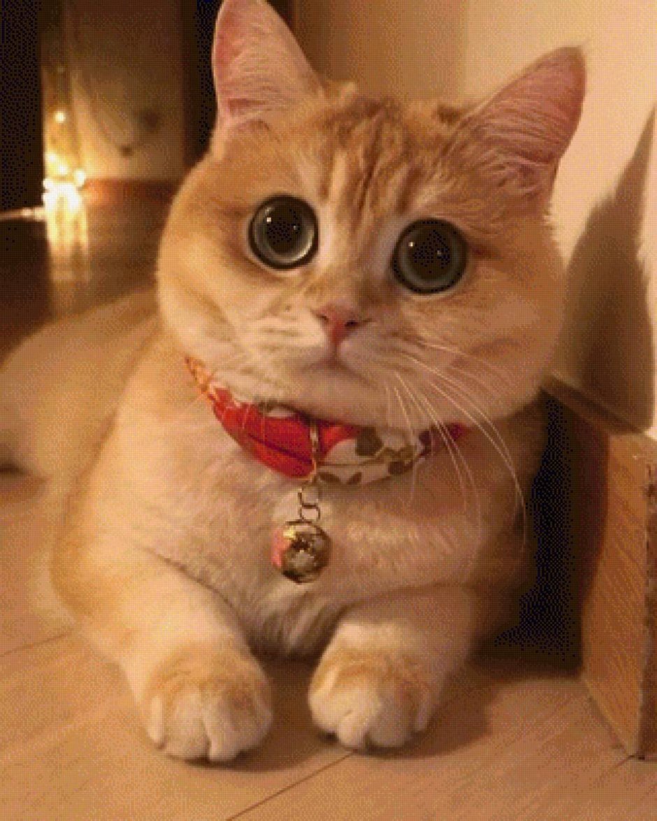 Кот с выпученными глазами