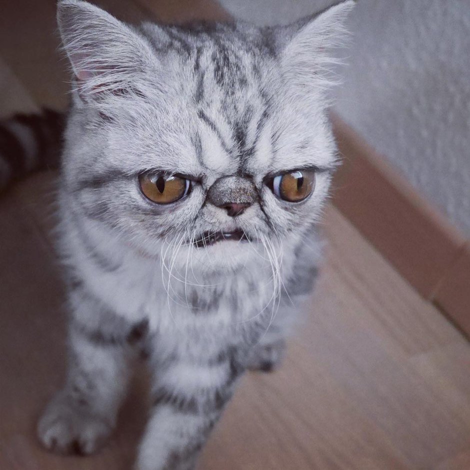 Котенок с большими глазами