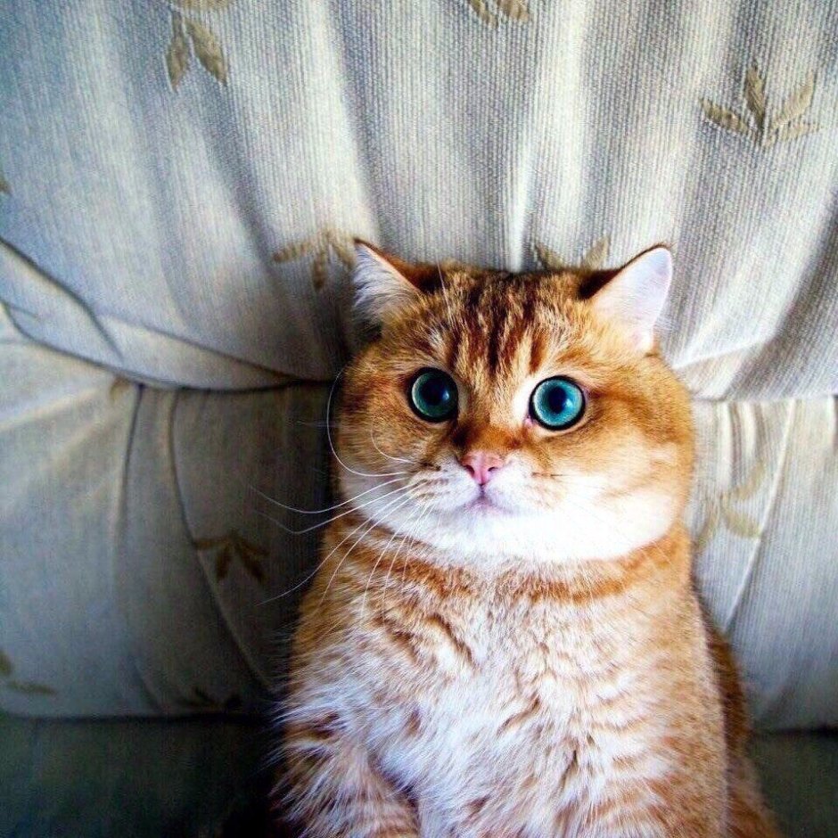 Кот экзот смешной