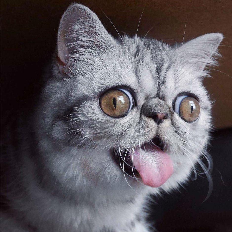 Милая мордашка котика