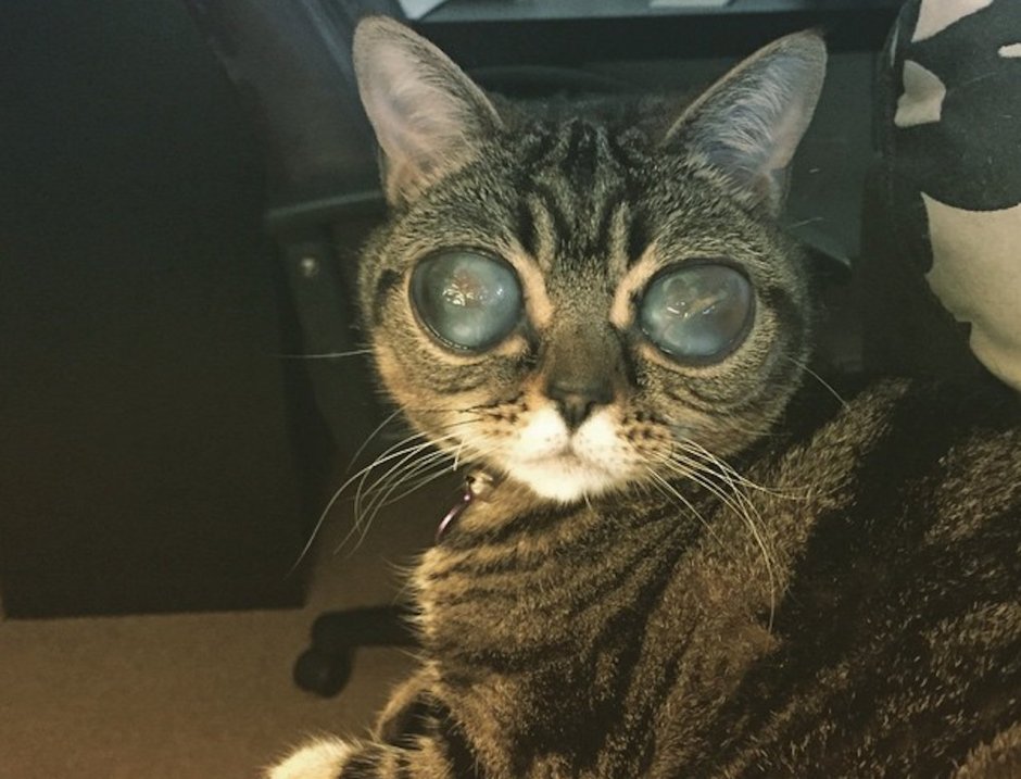 Gif Cat Blink 320x480