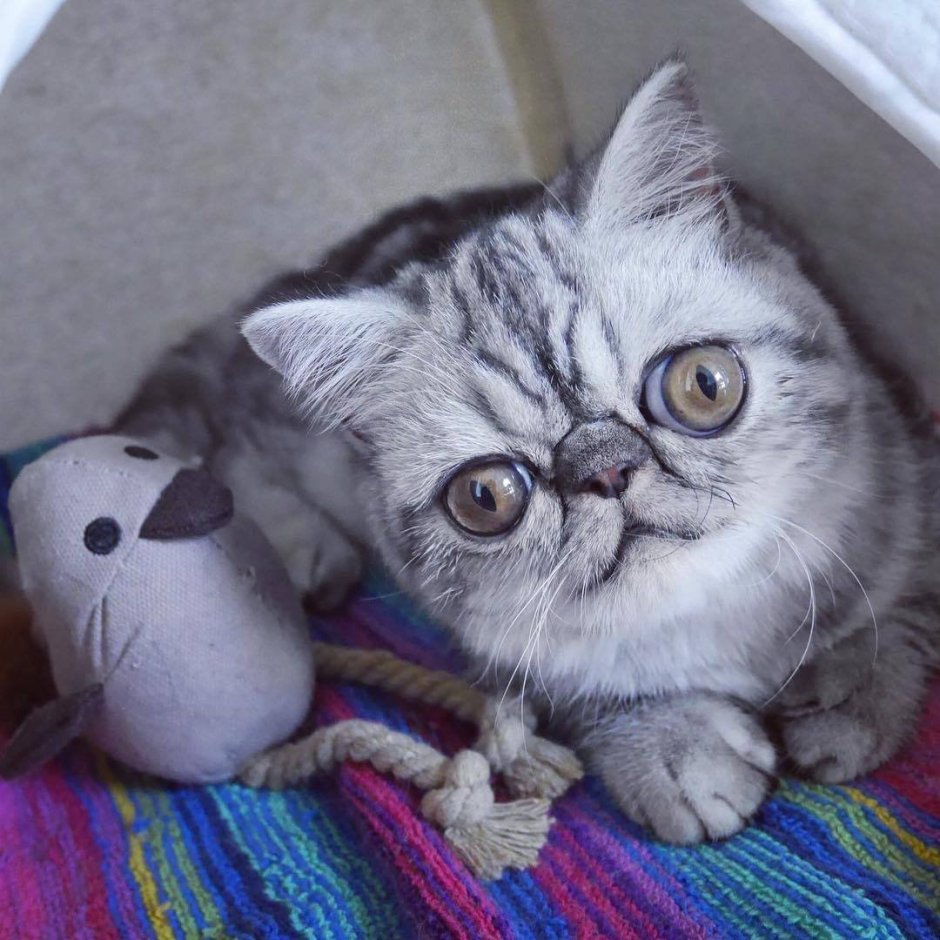 Шотландская вислоухая кошка мордочки