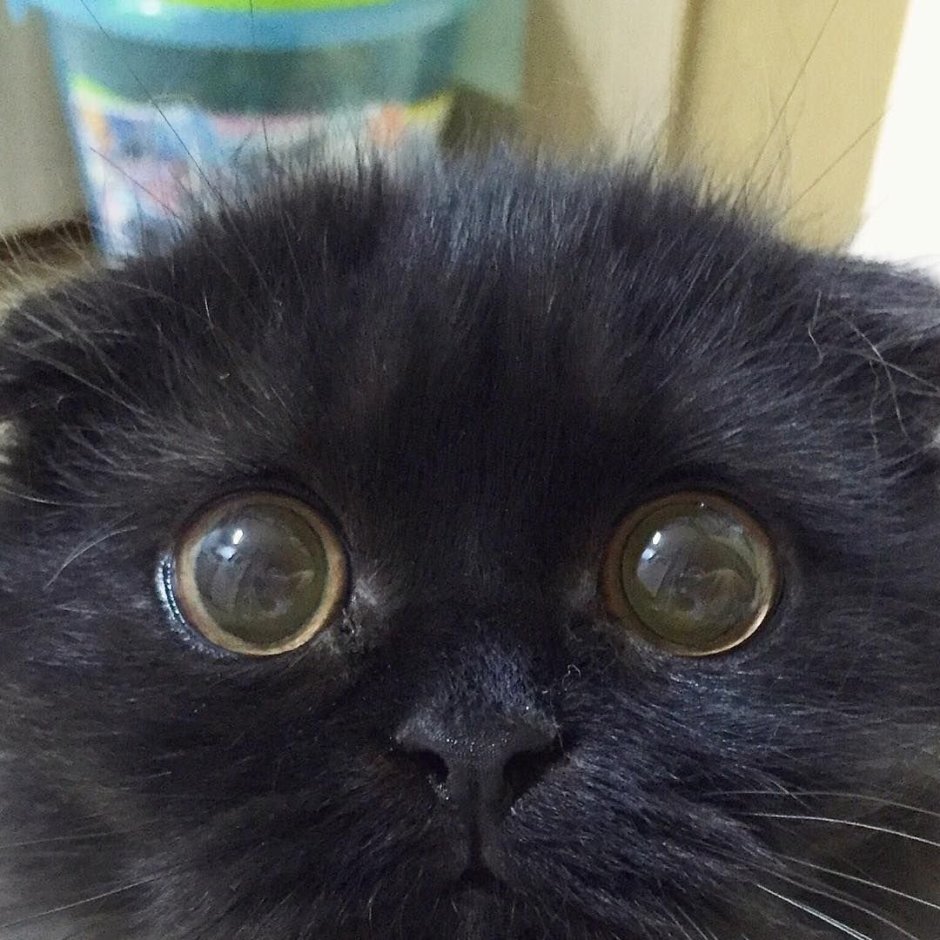 Кошка большие глаза