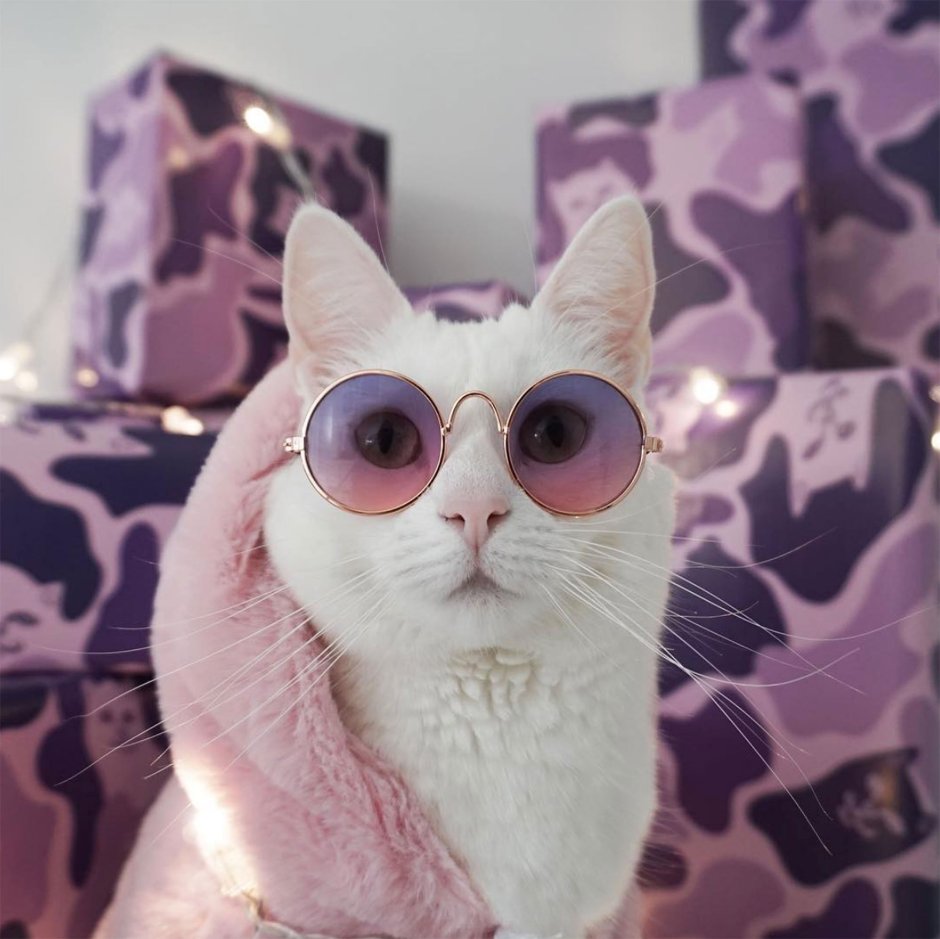 Кошки с большими круглыми глазами