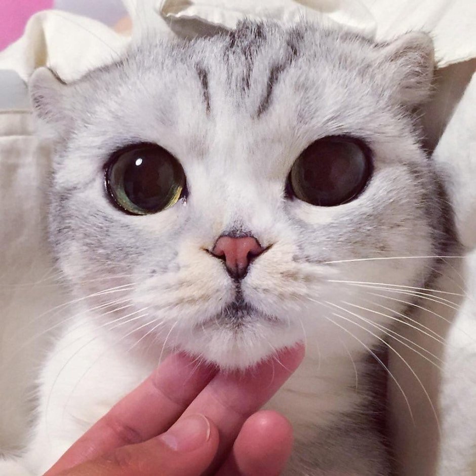 Котик с большими глазами