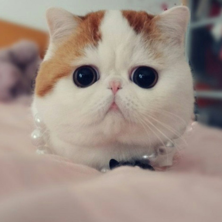 Кот с выпученными глазами