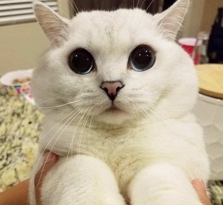 Котик с большими глазами
