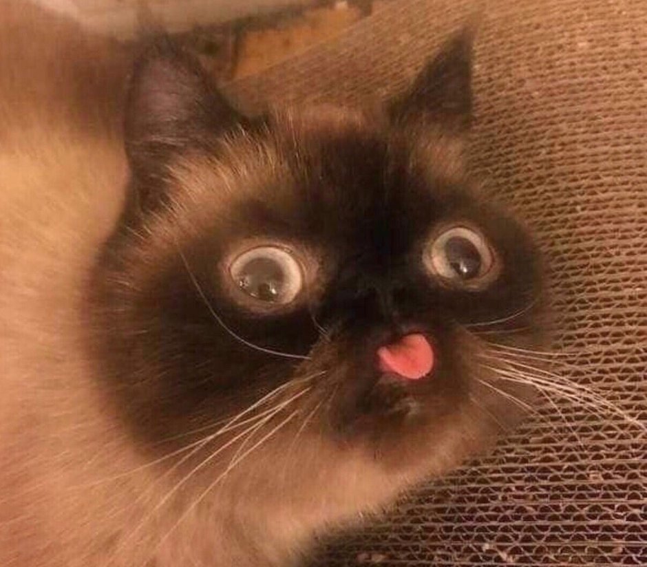 Маленькость кошки