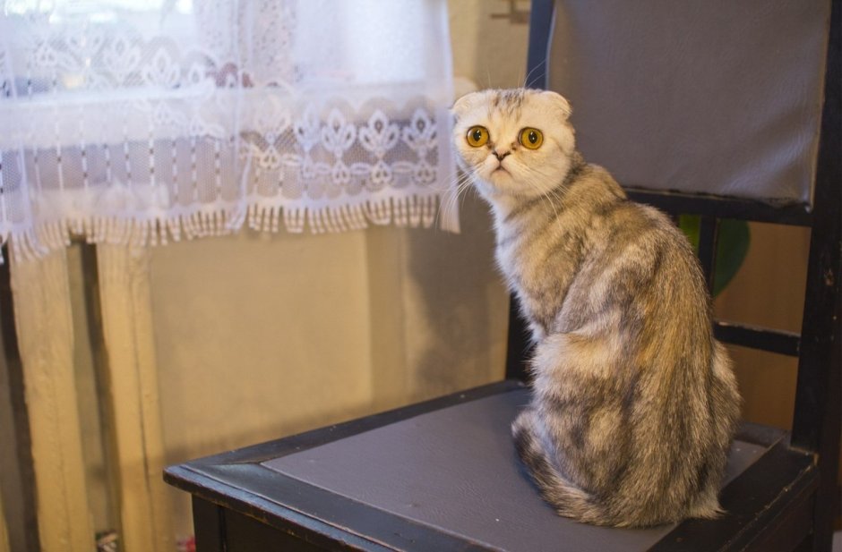 Кот с выпученными глазами
