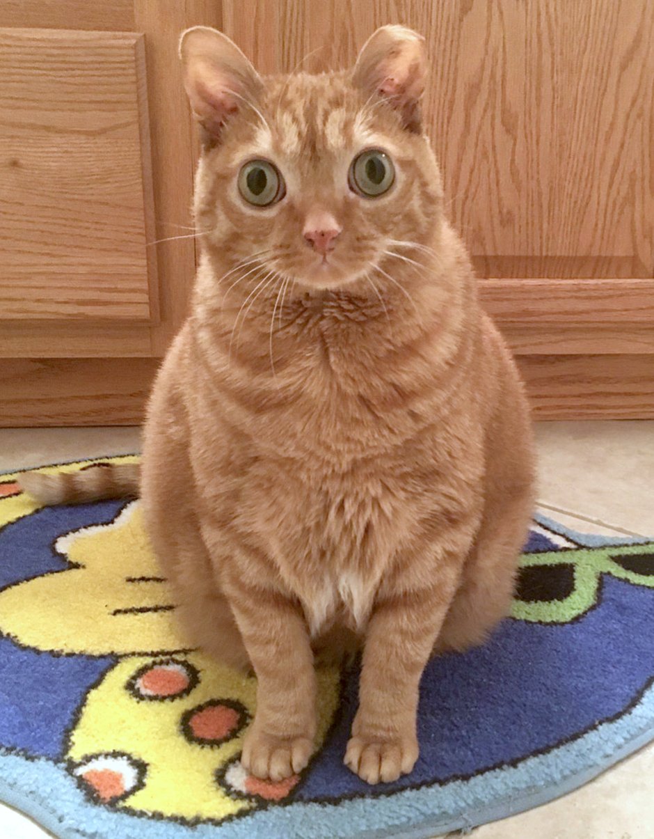 Кошка картошка