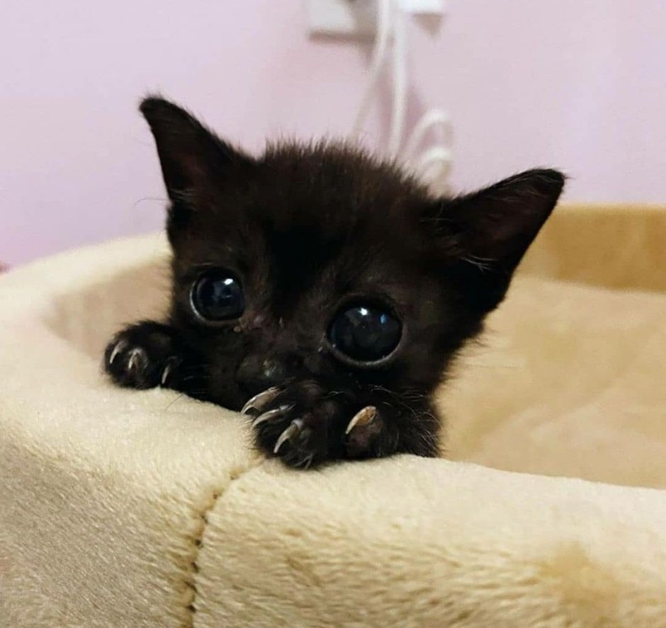 Коты с большими зрачками